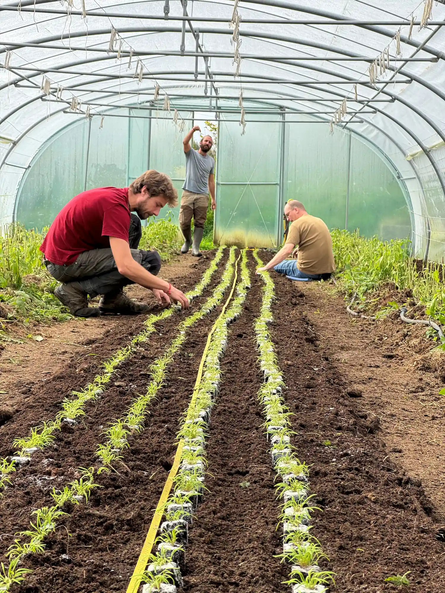 Riviere Feraux - Agroecologie, récolte et maraichage dans une serre
