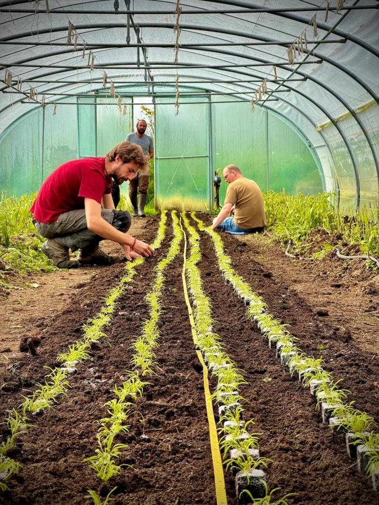 Riviere Feraux - Ferme Agroecologique - Maraichage
