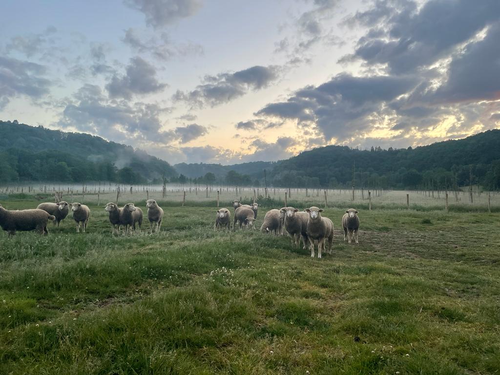 BOMAL Rivière & Féraux - Champs et verger avec moutons