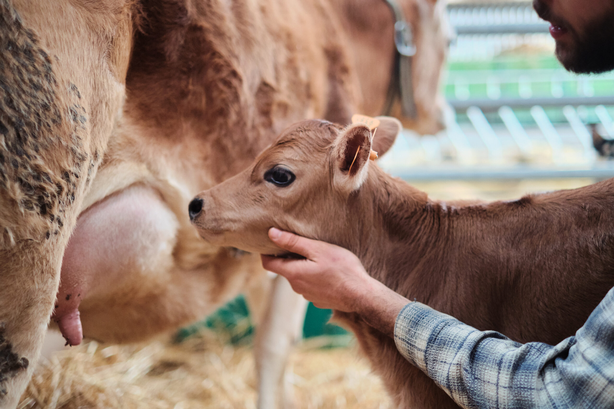 BOMAL Rivière & Féraux -veau et vache