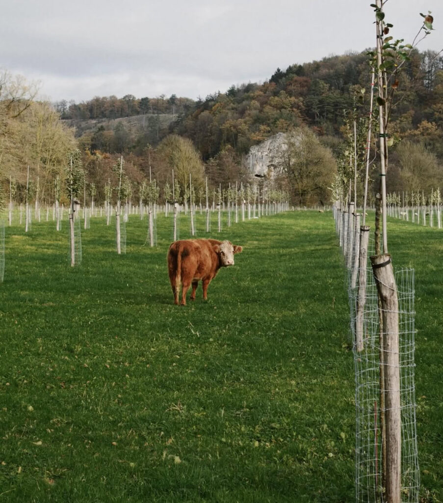 Rivière & Féraux - verger et un bovin
